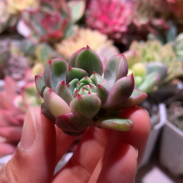 本吧拉丝锦锦侧芽