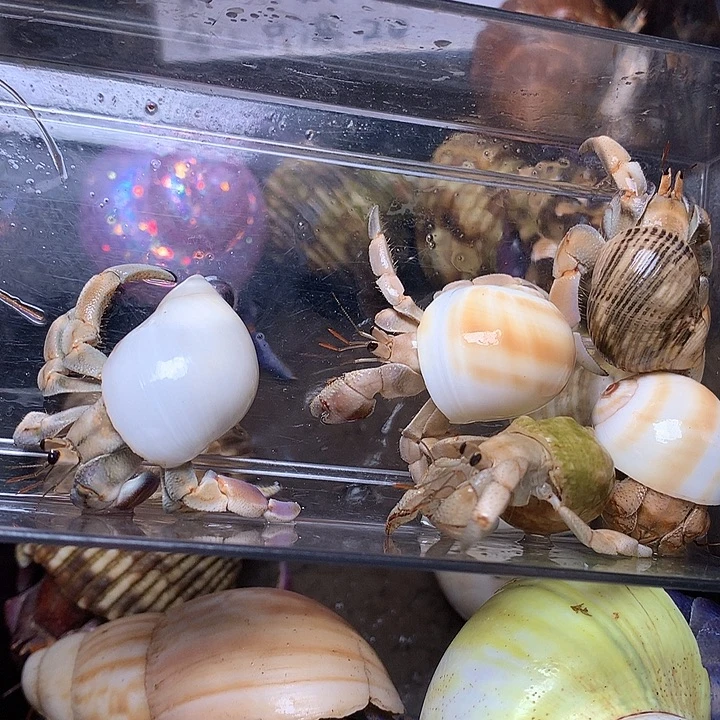 5/只漂亮紫路豆豆32