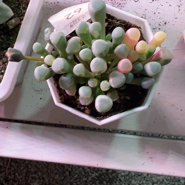 五十铃玉锦多肉植物