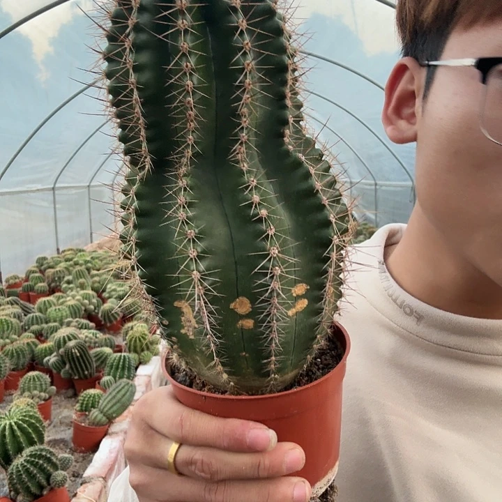 白***雪无花朵彩草哈哈哈哈哈哈