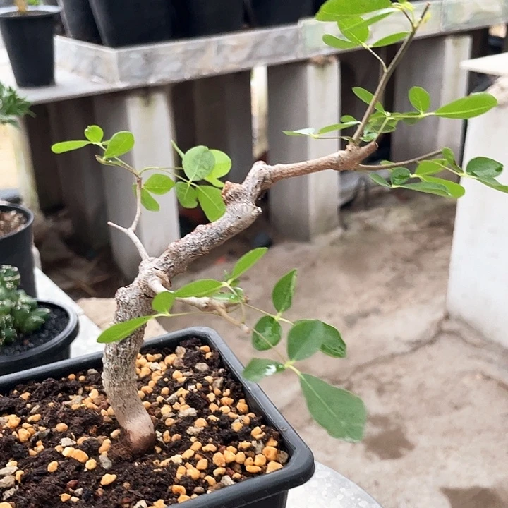 优选爆瘤安比克69666666666