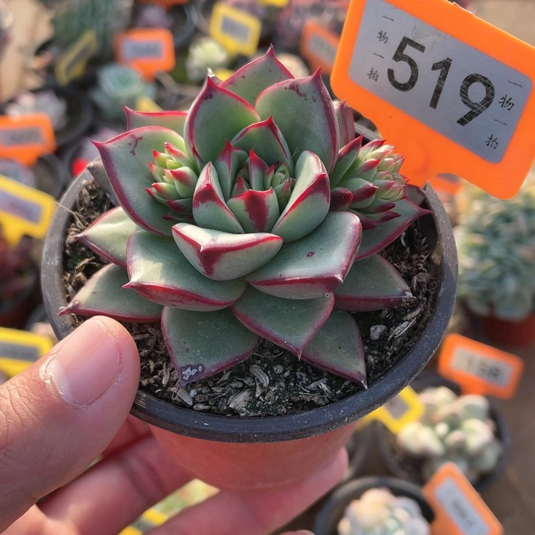 【闪购商品】519号