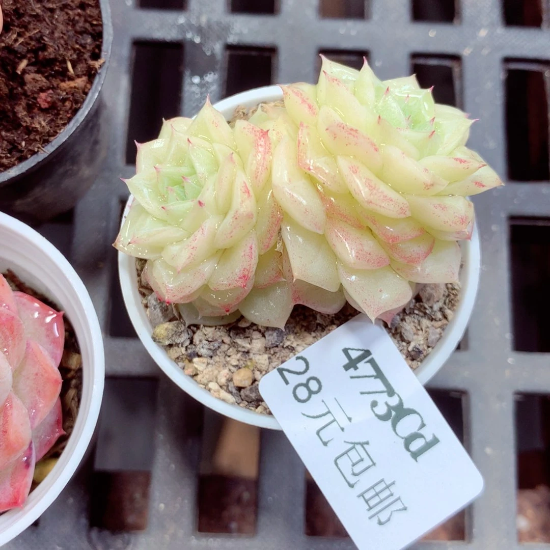 5厘米盆精控多肉4773