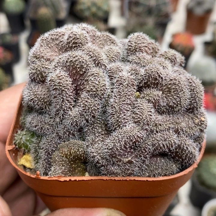 红檀缀特价福利包邮