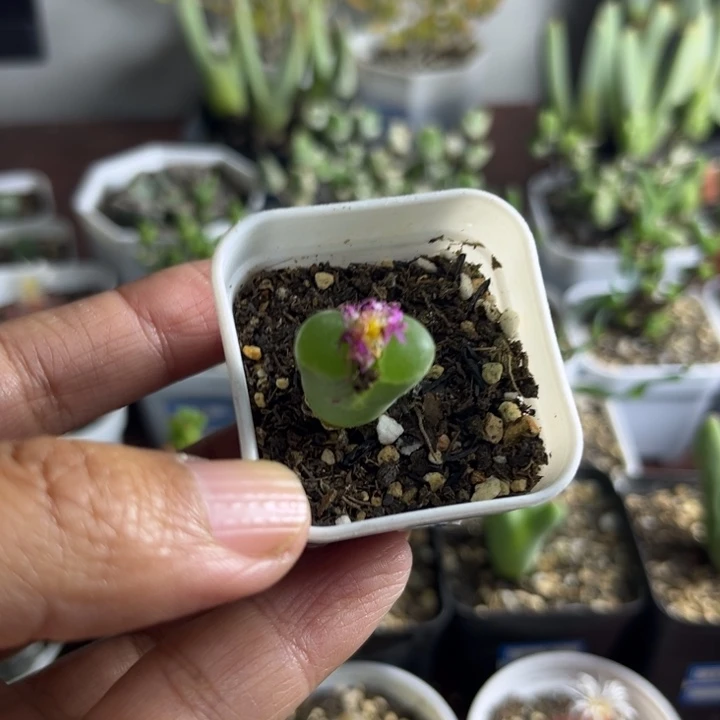503 风铃多肉植物