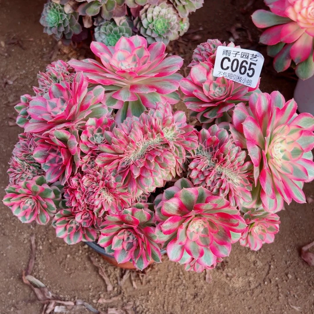 065倾城缀化雨子多肉植物