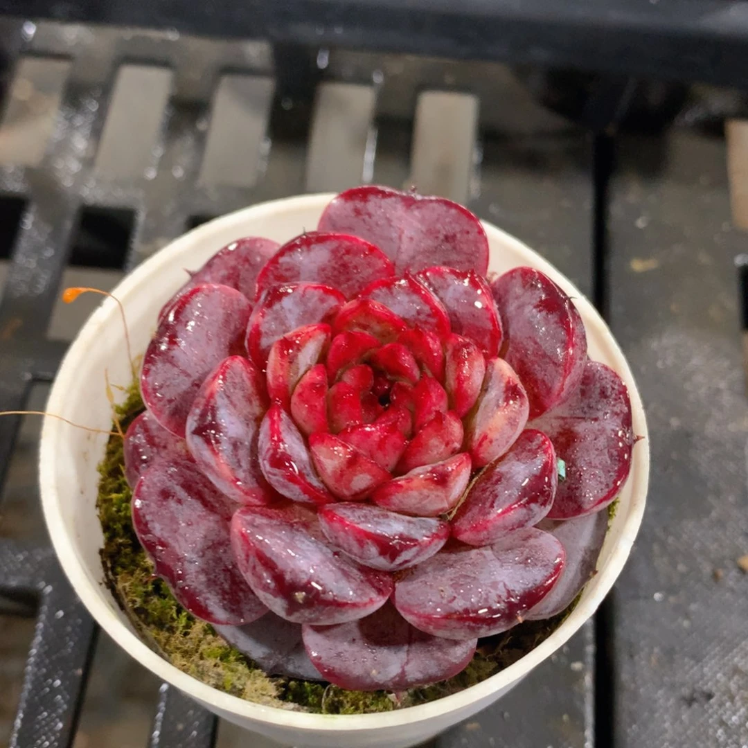 肉萌萌精控多肉 5cm盆量拍 黑天鹅单头