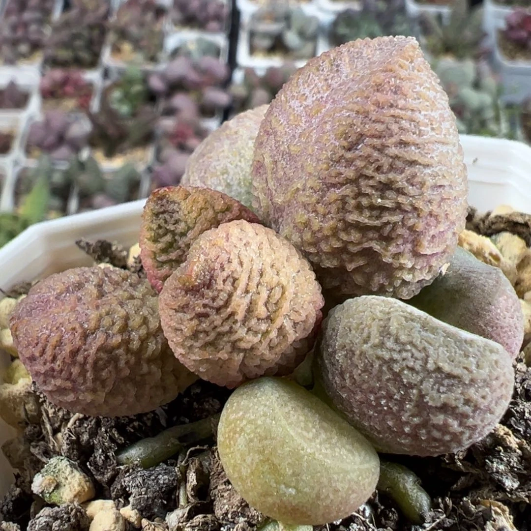 实生新品橘色胖桃多肉植物