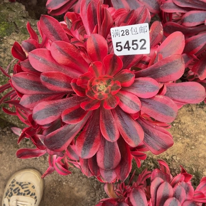 5452南美杜莎多肉植物