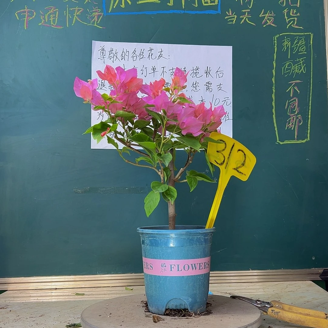 当前无花栽培后可以开花橙粉公主 312