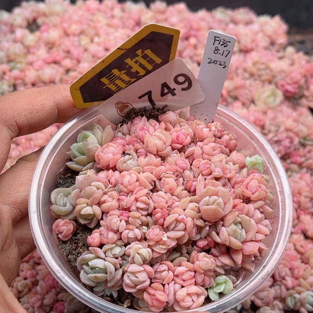 多肉植物多肉植物