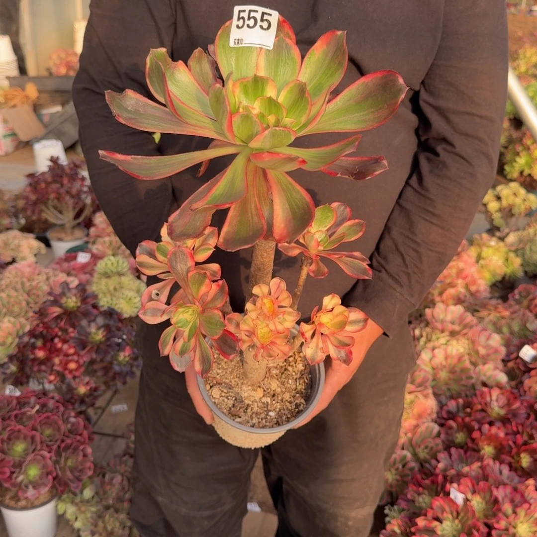 555红魔女多肉植物