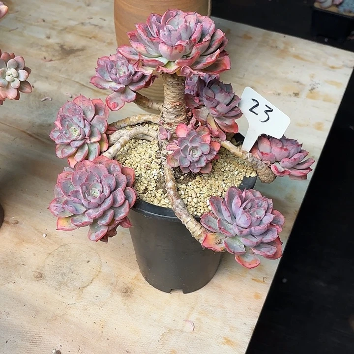 多肉植物，雨滴23号