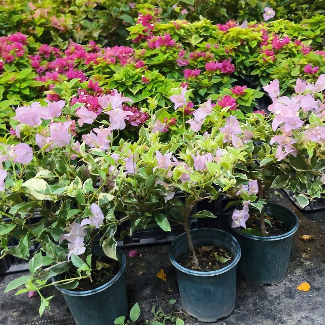 大部分开放少量花苞花叶苹果花掌中宝一颗