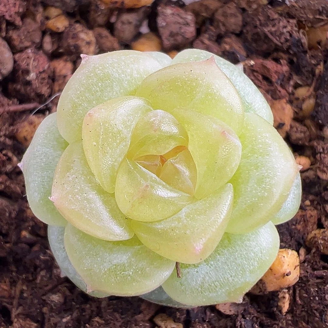 全状态荔枝一物一拍