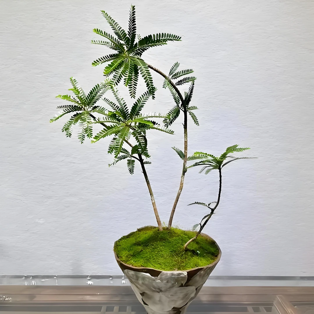 海岛叶下珠盆栽室内好养活办公室桌面懒人绿植物净化空气客厅盆景