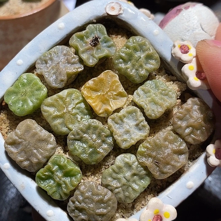 方烧超烧杂交一颗。