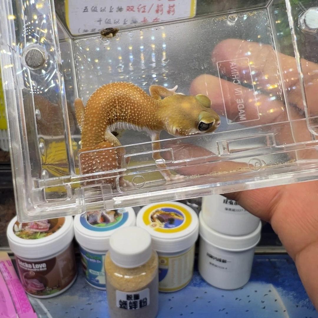瘤尾守宫无纹弟弟成体