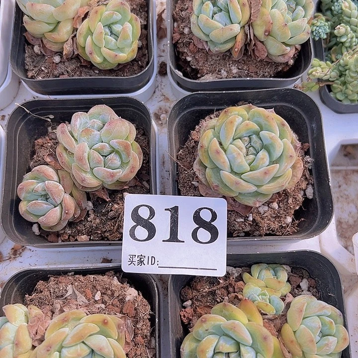 818多肉北边架子19包邮