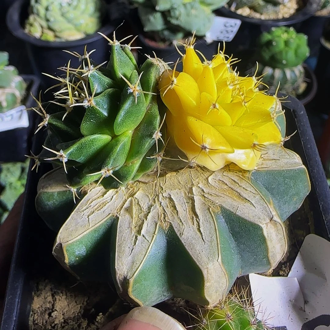 帝冠锦092仙人球