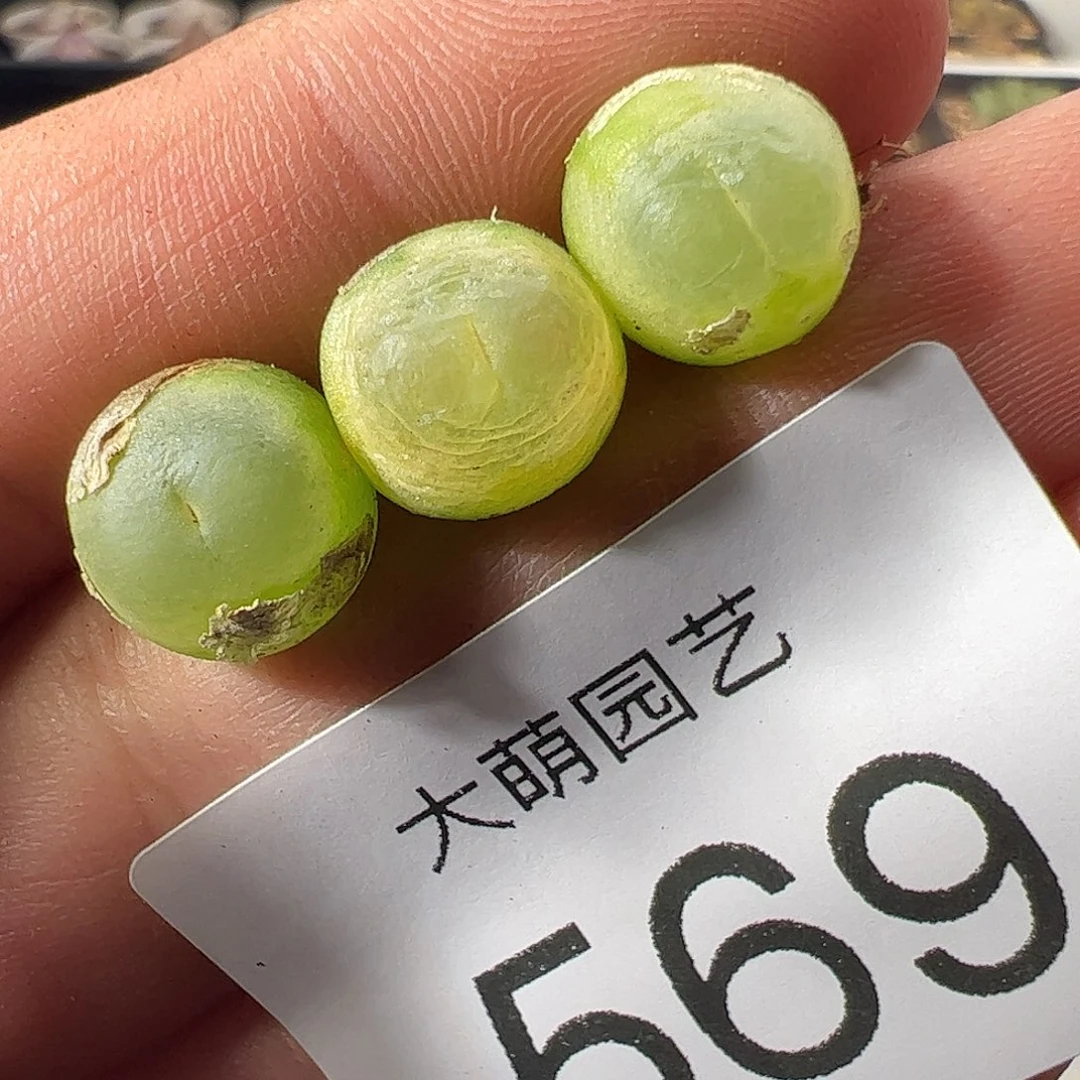 一物一拍。      微瑕福利569