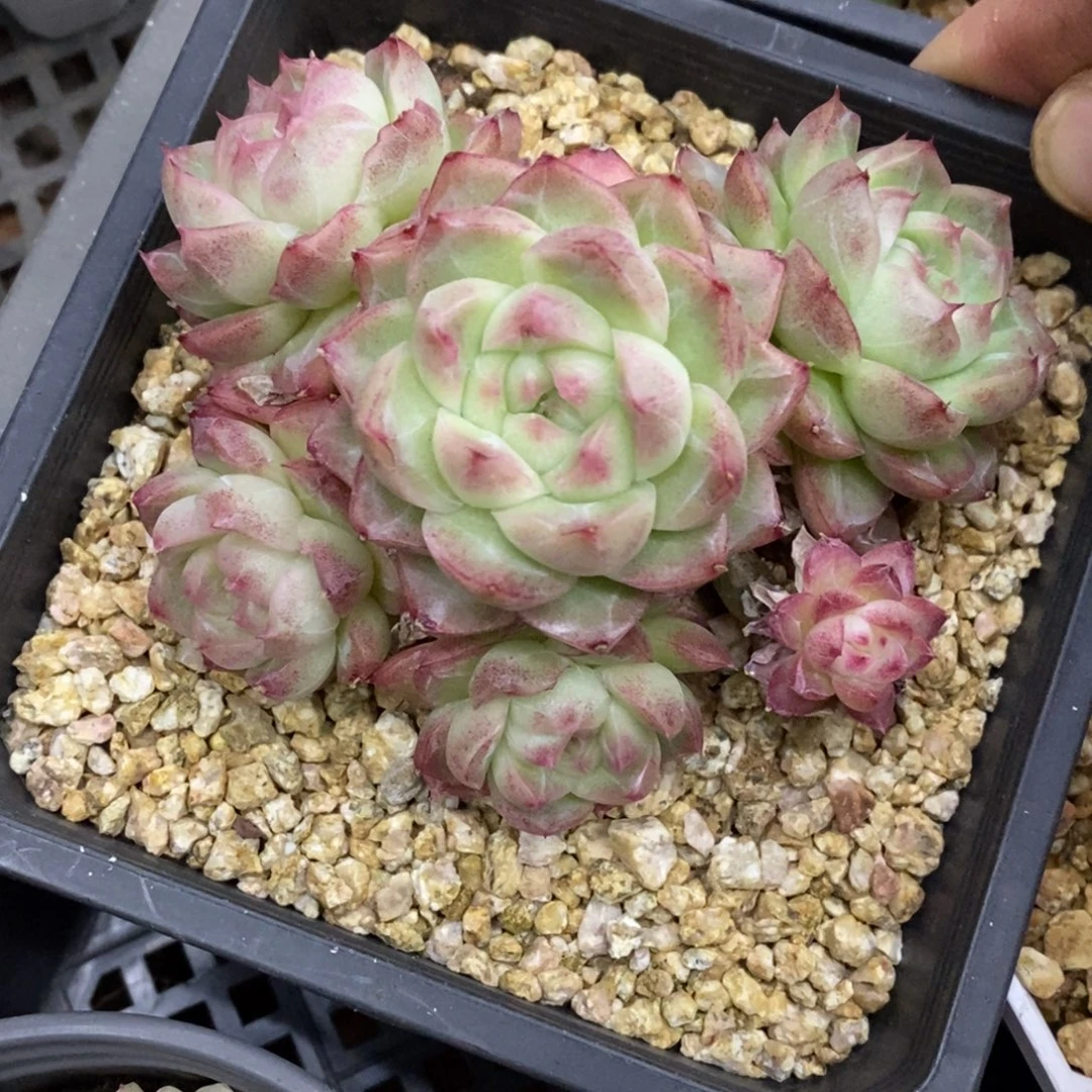 精品多肉一物一拍不包整62