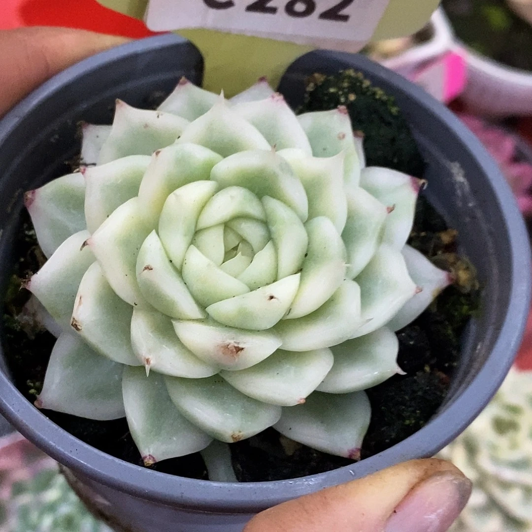 2821麦秆哈哈哈哈湖