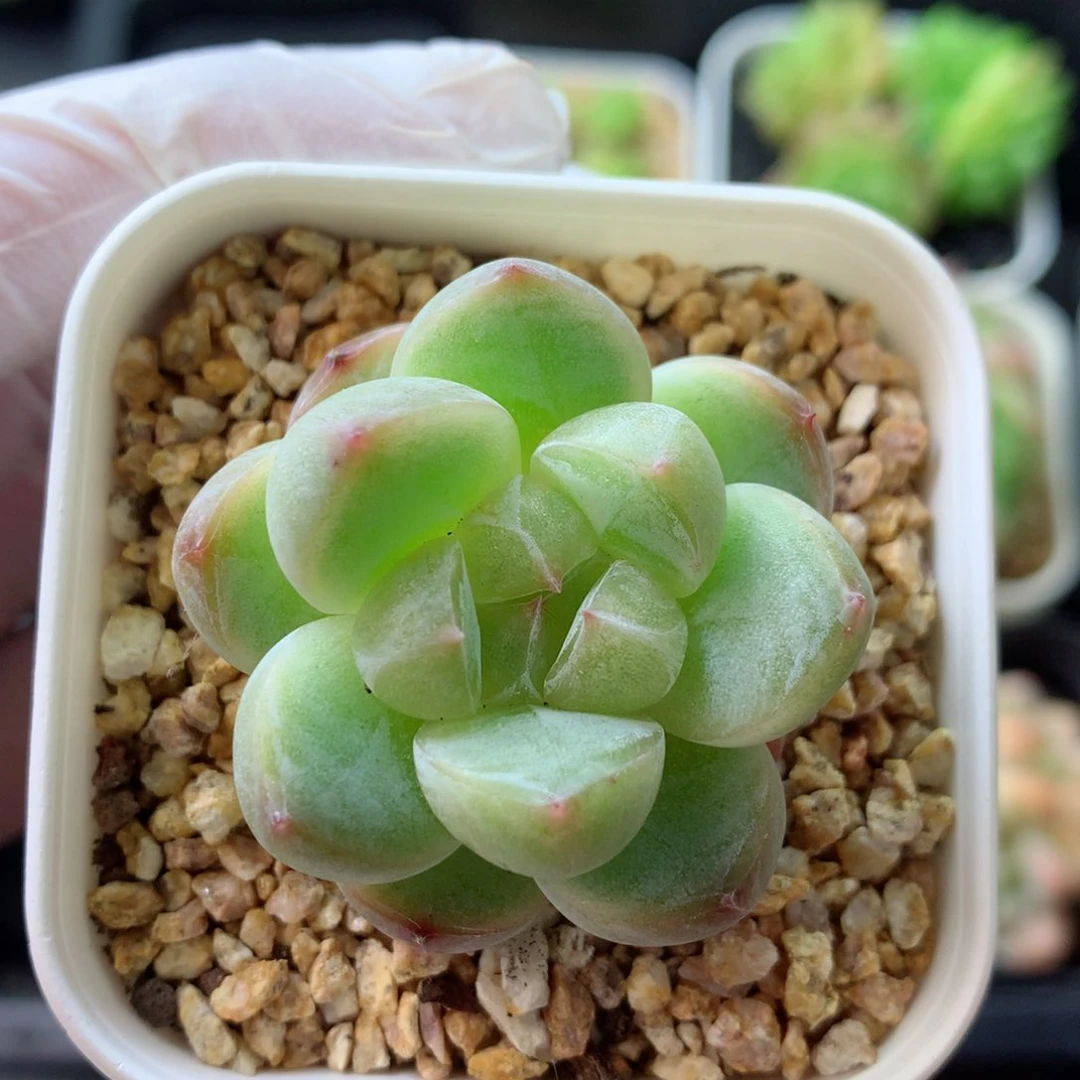 58包邮  群生不包整 95