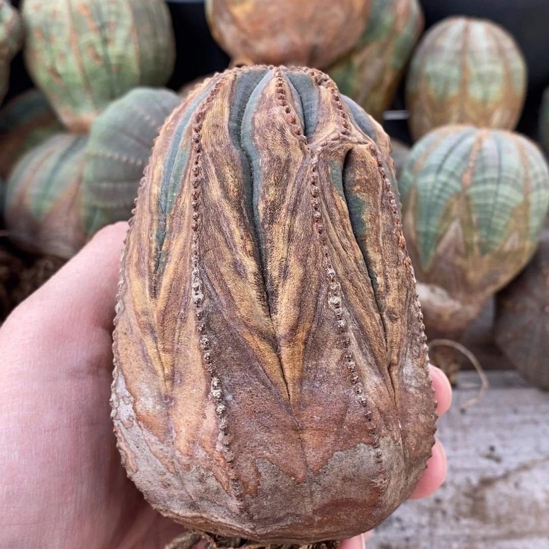 18 欧系实生布纹球多肉植物