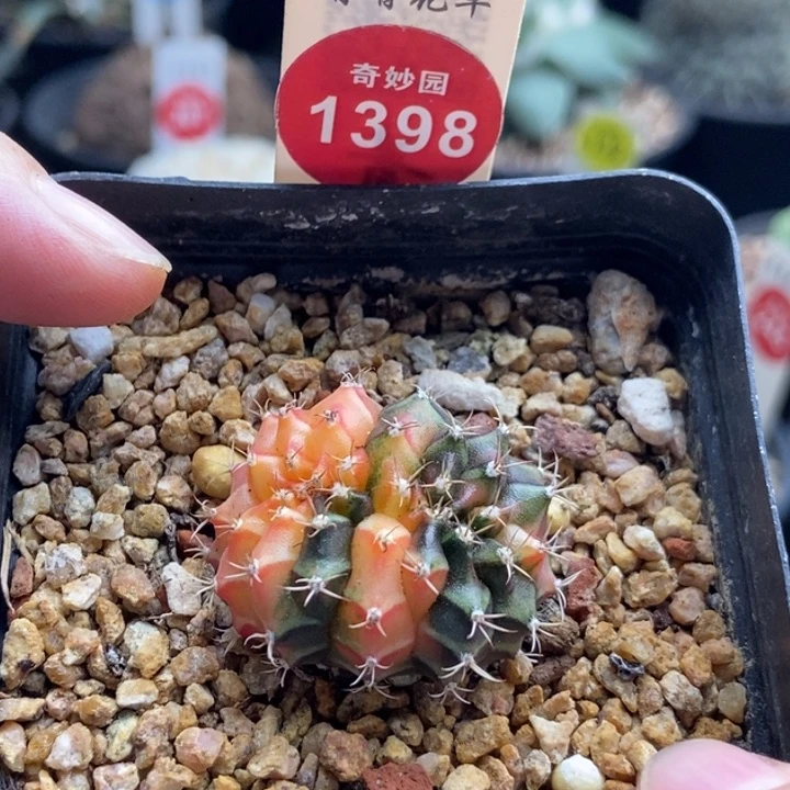 米哈牡丹锦缀化3cm