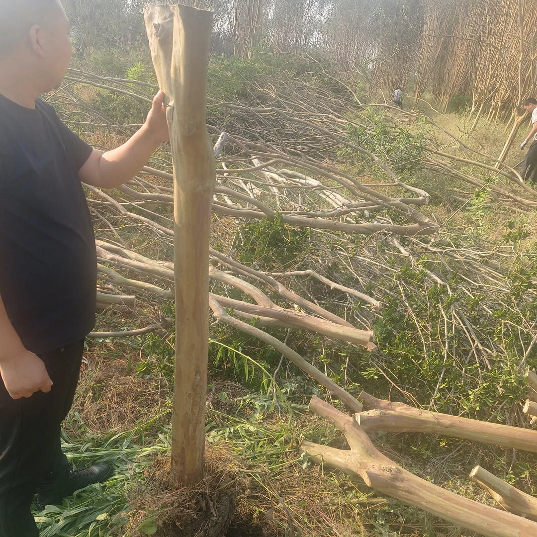 大棵红花庭院适用速生川紫薇，12公分