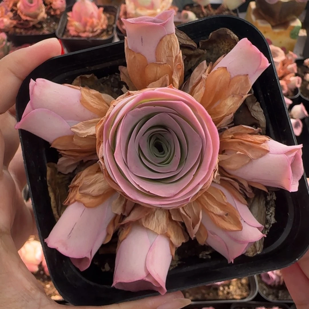 文**长L391半城玫瑰鹿兜冠副10厘米左右