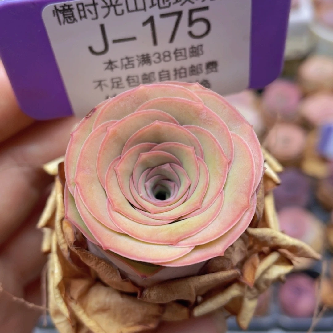 山地玫瑰J175裸根发货不售后