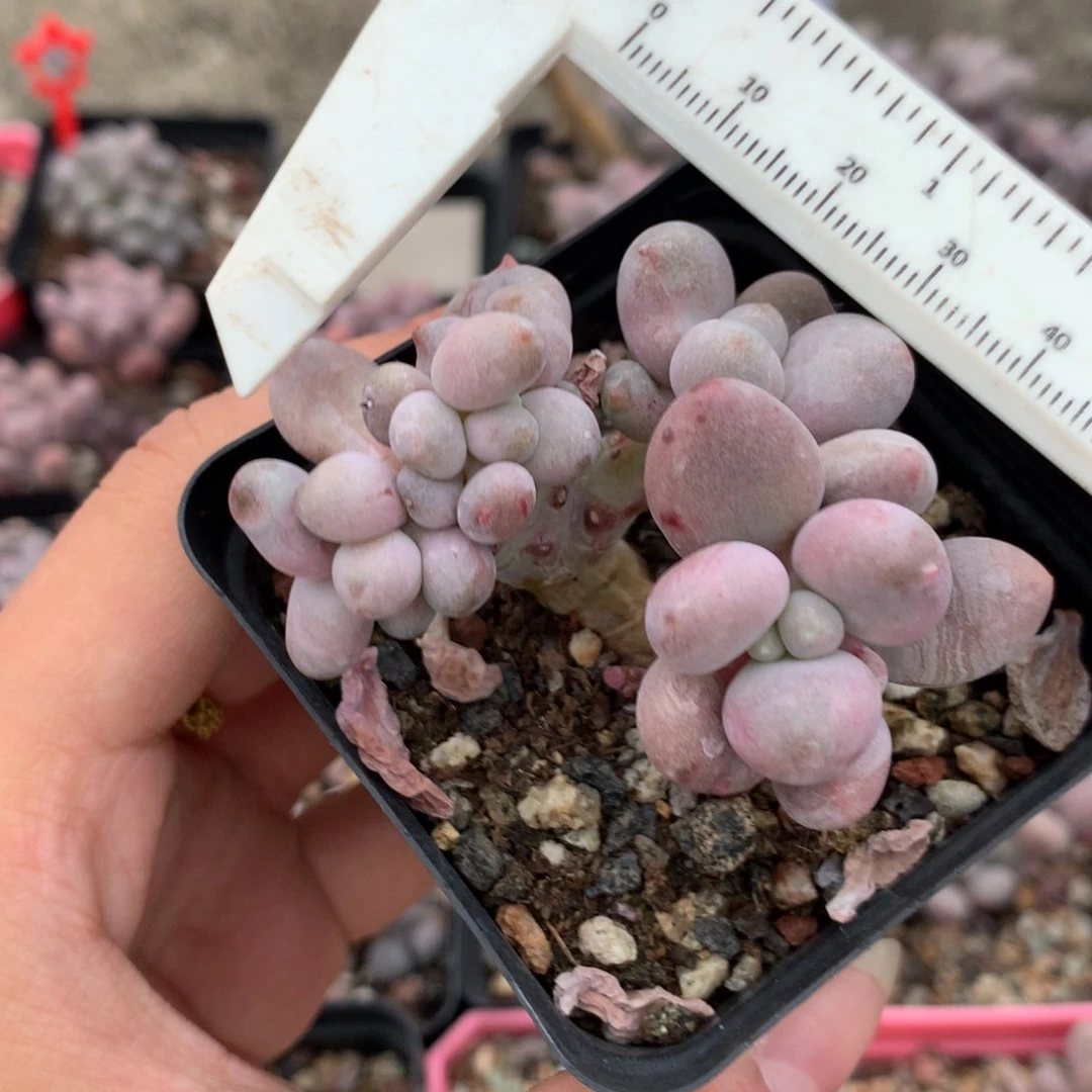 桃花仙子奶缀带板多肉植物