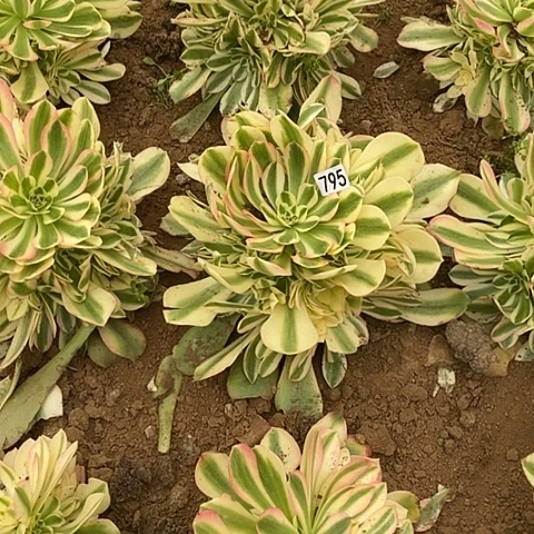 默*多肉植物法师794.795香妃