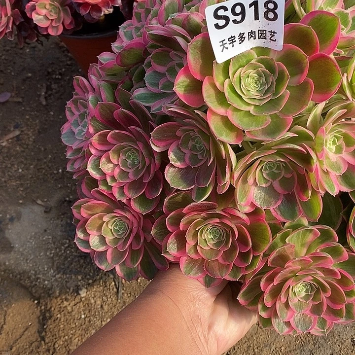 多肉植物孔雀玲918多头