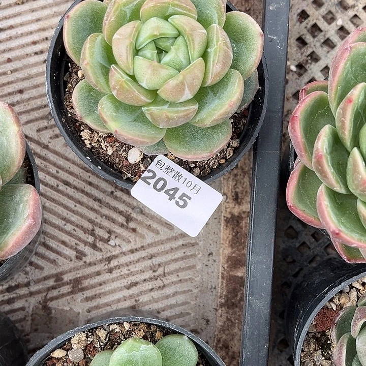 勇***你阿雅园艺。        2045