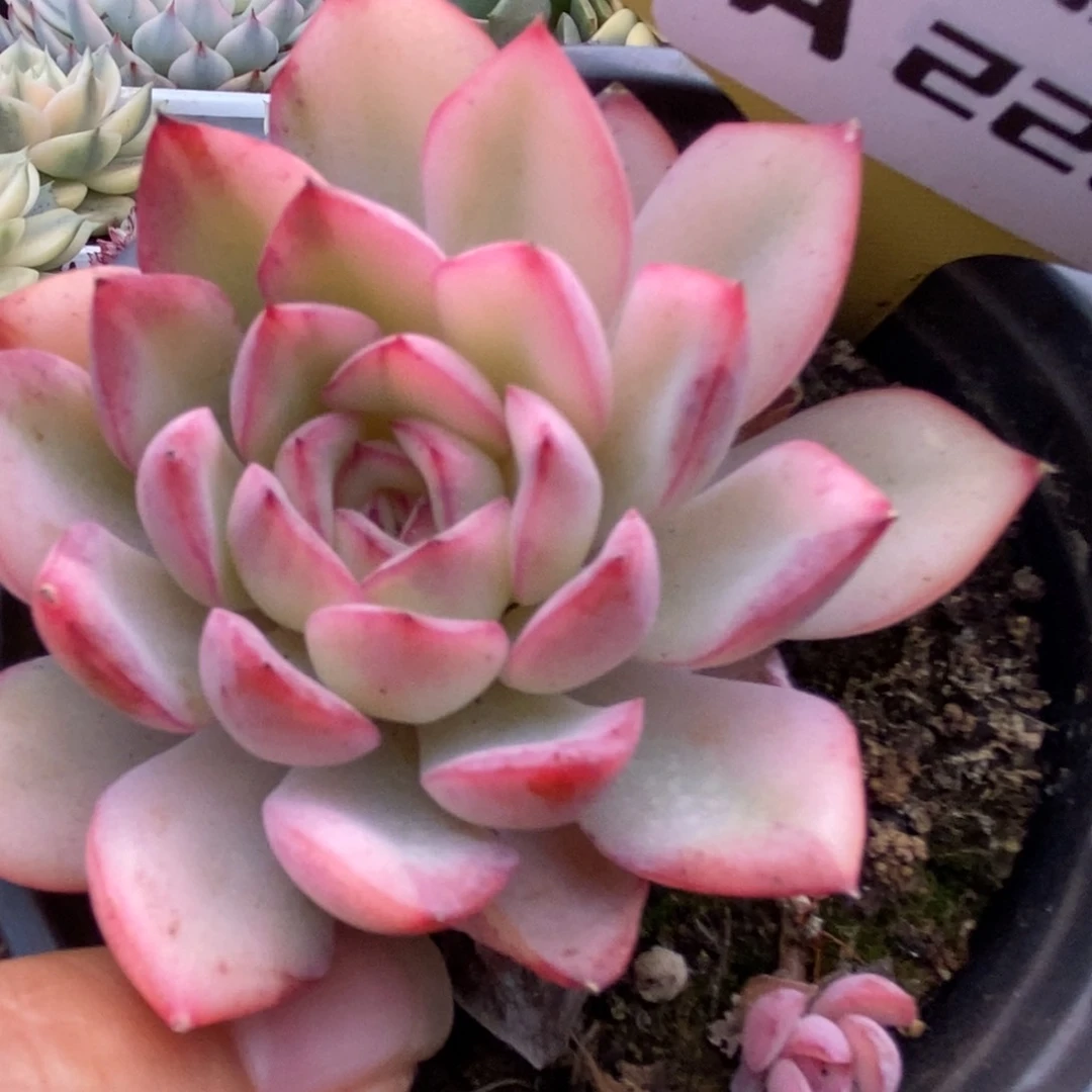 228雨燕座锦锦锦锦锦锦锦