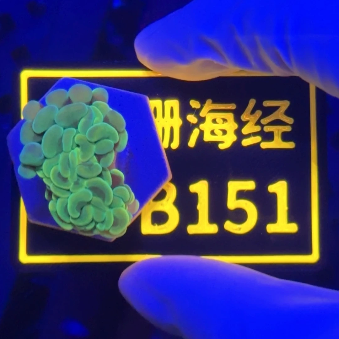纽扣珊瑚?****?又又不包邮分支榔头B151