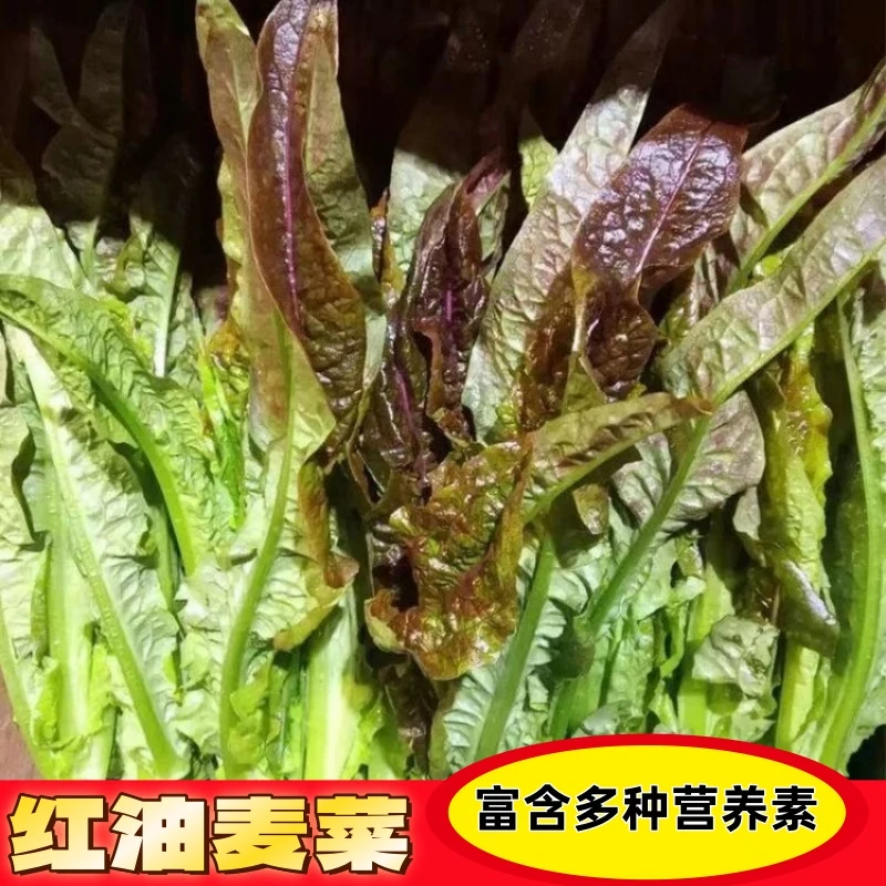 红油麦菜种子火锅蔬菜种籽种叶菜快菜小青菜种孑种籽四季春季盆栽