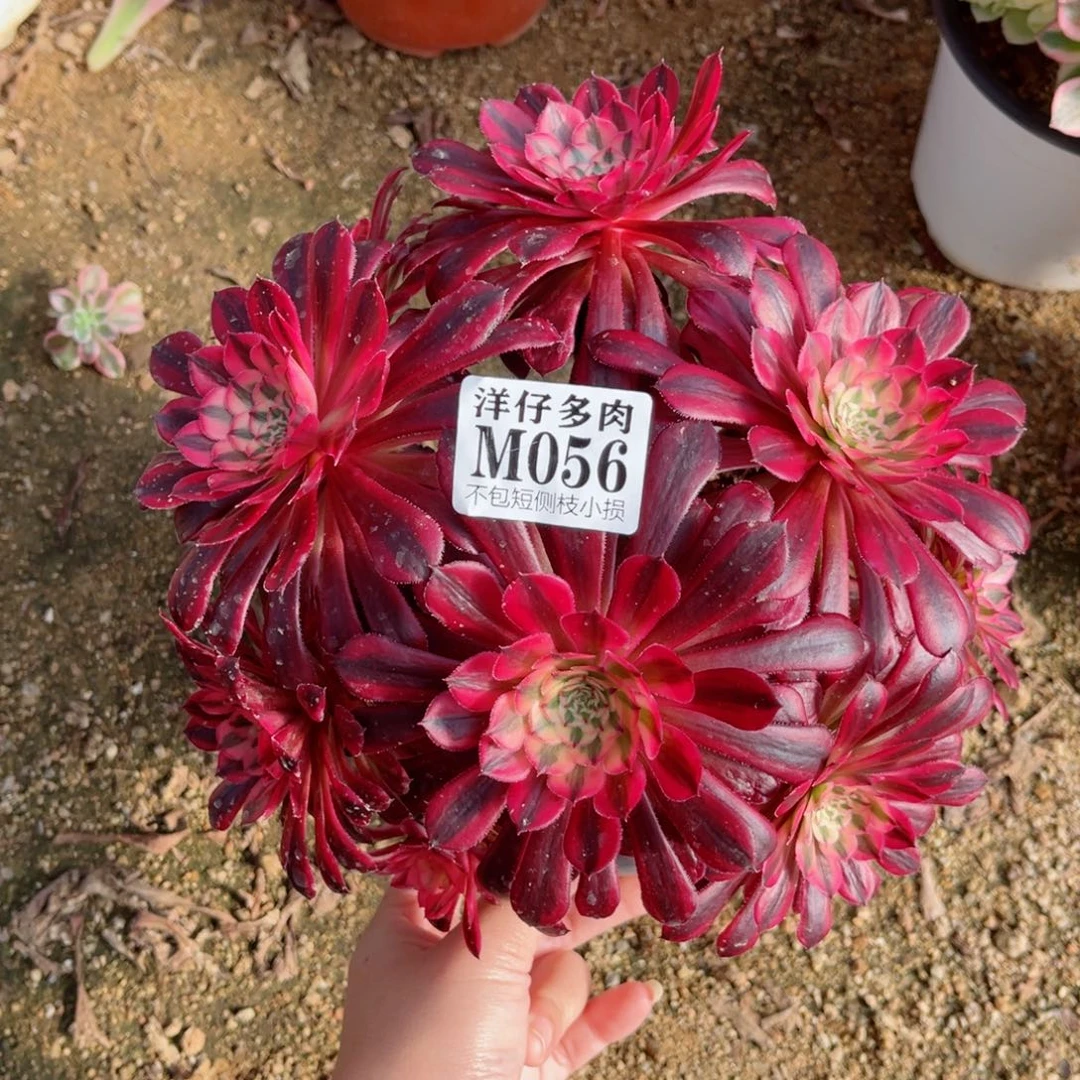 056黑铜白  冠幅20左右