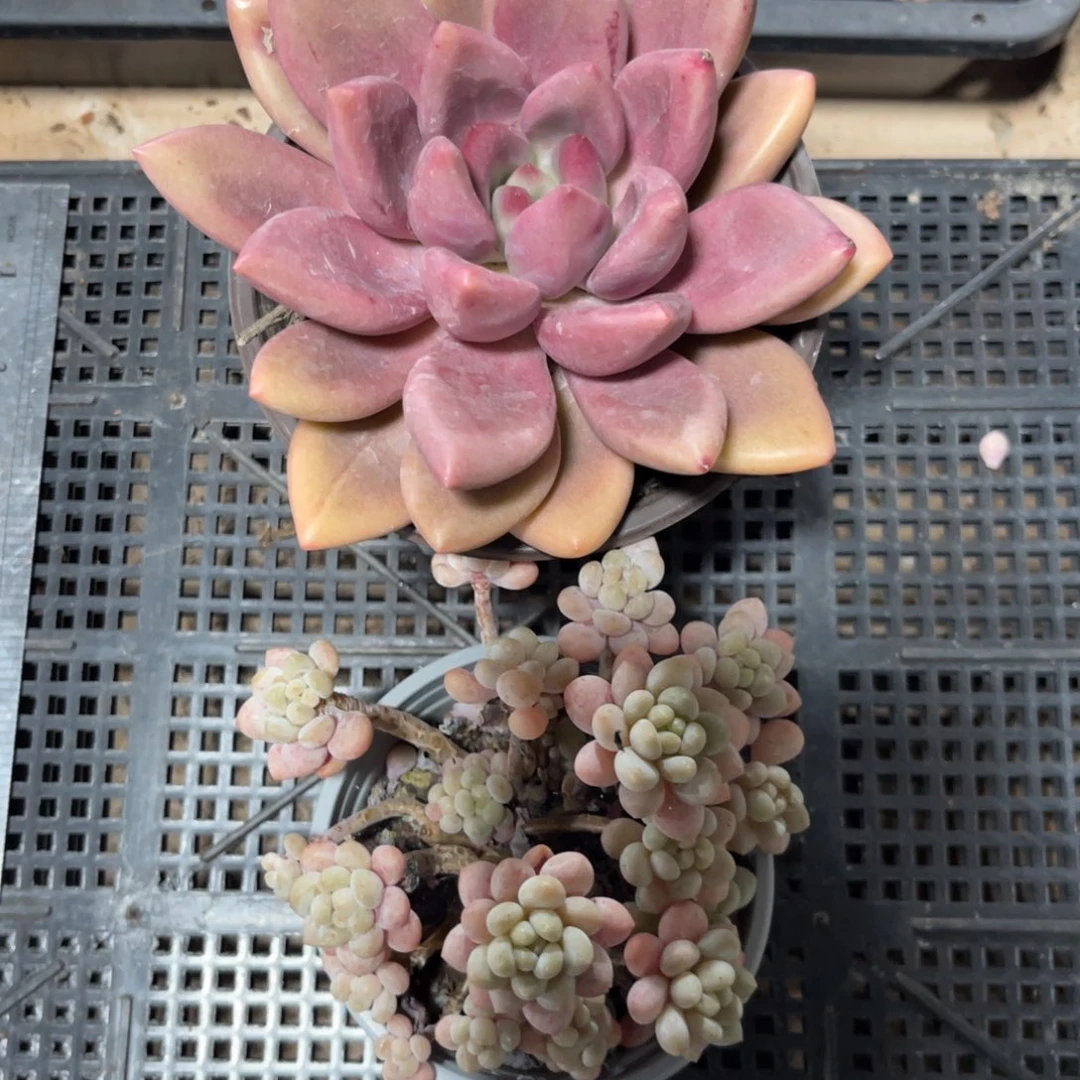 云尘多肉一物一拍322