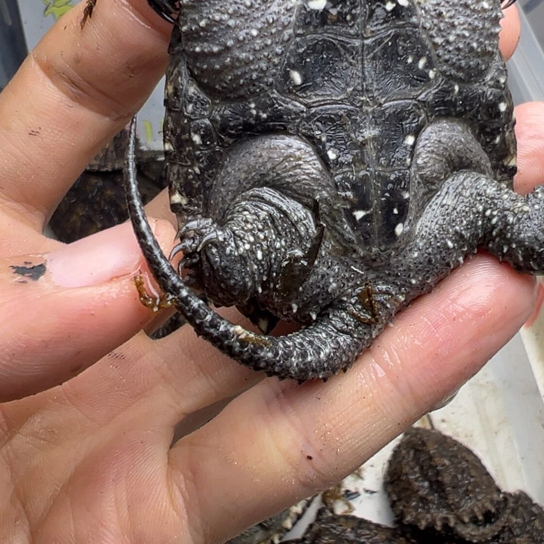 小鳄龟不分公母不退不换