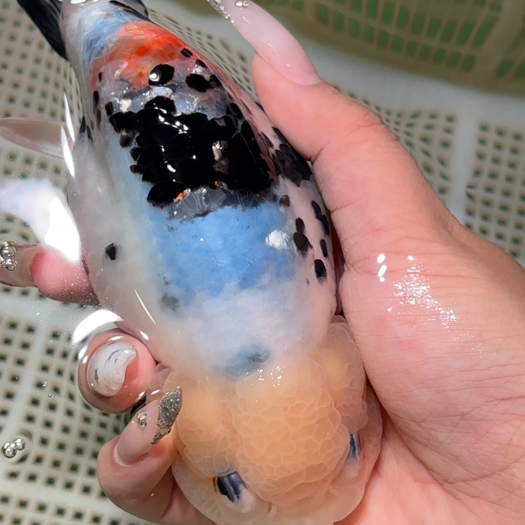 捕***月金鱼拍包装包邮，不拍包装运费到付
