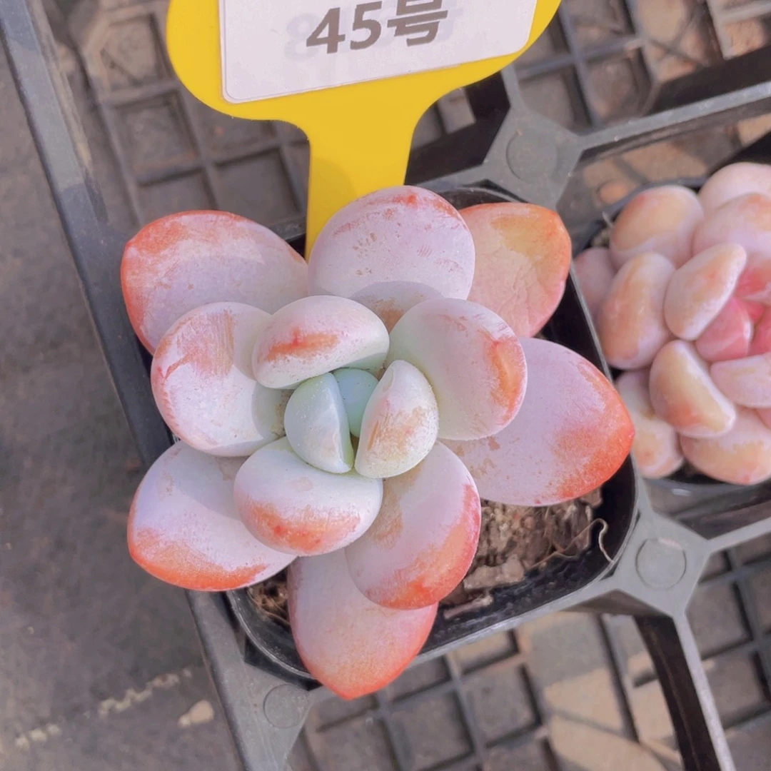 45号雪美人老桩单头一个