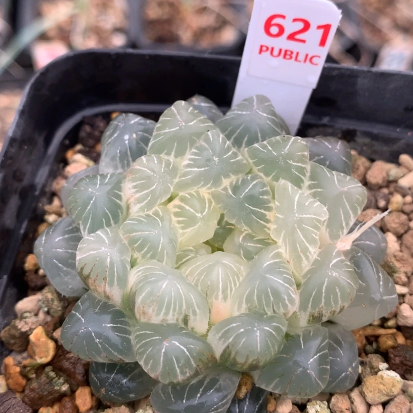 【闪购商品】621实生玉露