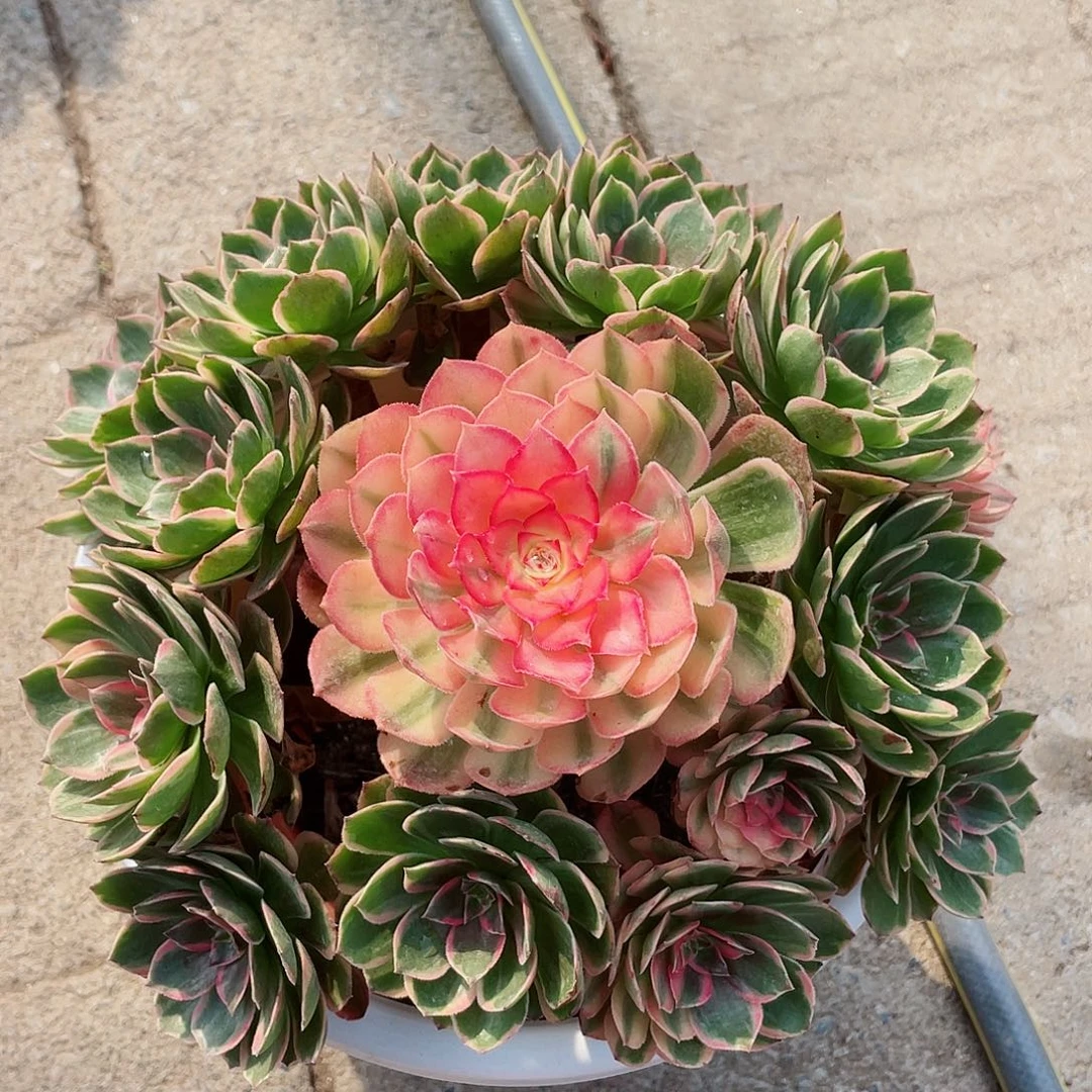 默***默红花郎哥回家哈哈