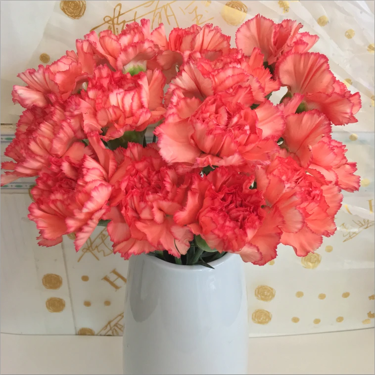 【单头康火焰】鲜花花束康乃馨母亲节妇女节教师节家用水养插花