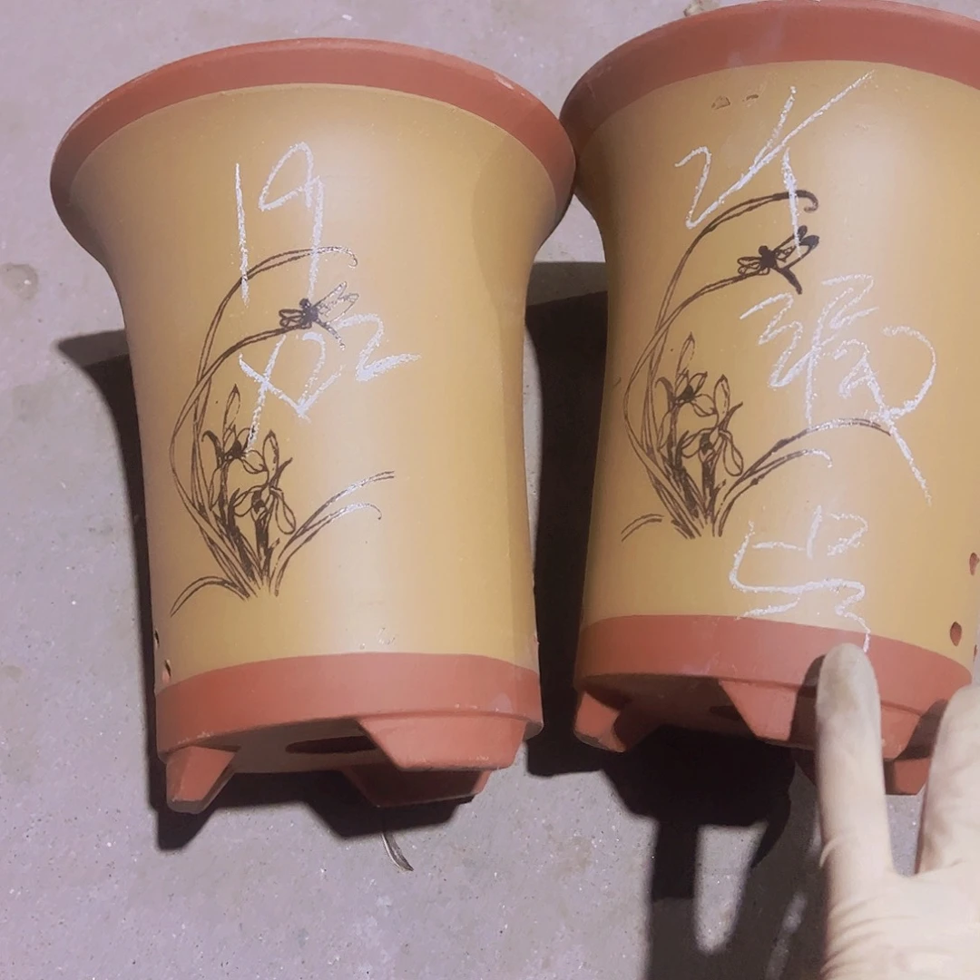 紫砂5号………………………………