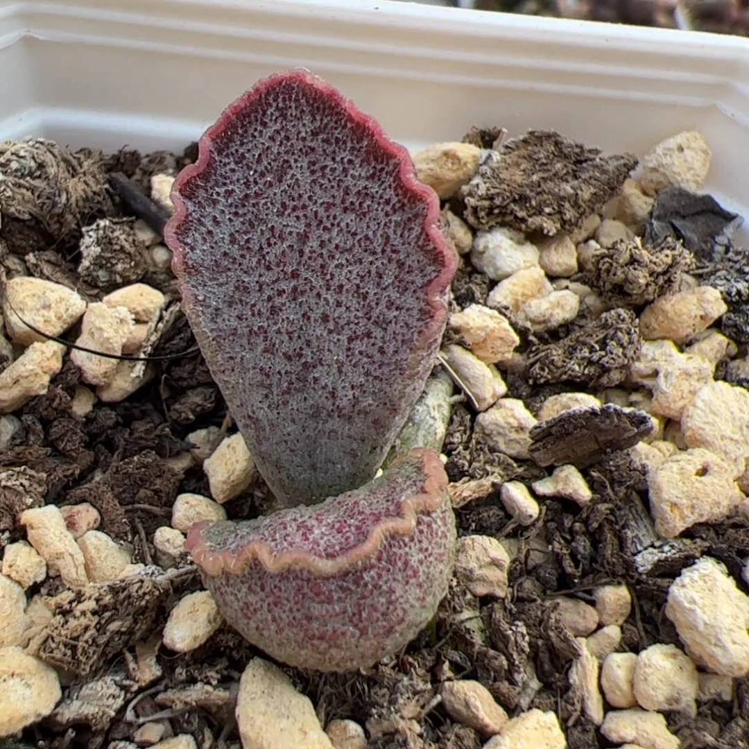 实生新品单头桩多肉植物水泡